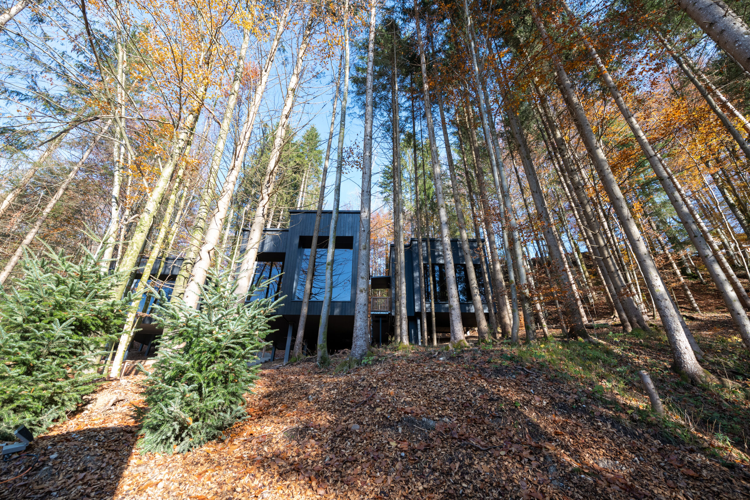Modernes Chalet mit dunkler Kebony-Holzfassade, eingebettet in einen herbstlichen Wald mit hohen, schlanken Bäumen.