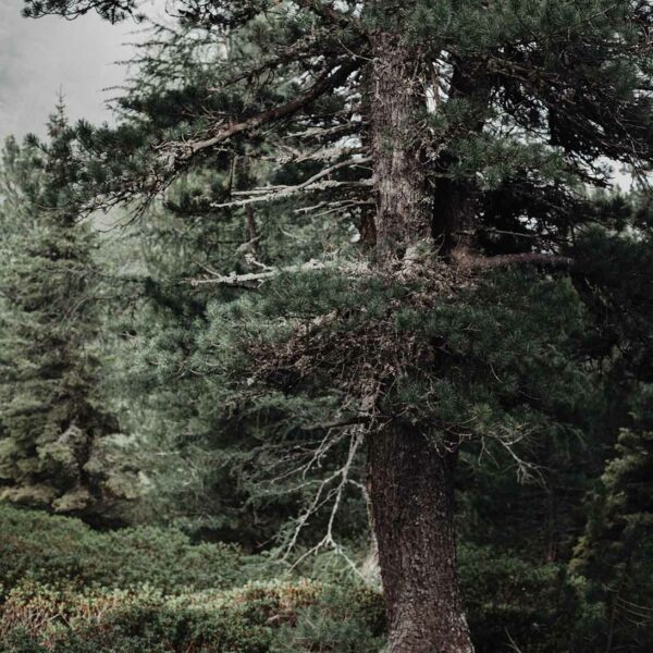 A Swiss stone pine (Pinus cembra) stands in the middle of an alpine forest. The robust conifer with characterful bark and spreading branches is surrounded by dense greenery - a symbol of resilience and alpine habitat.
