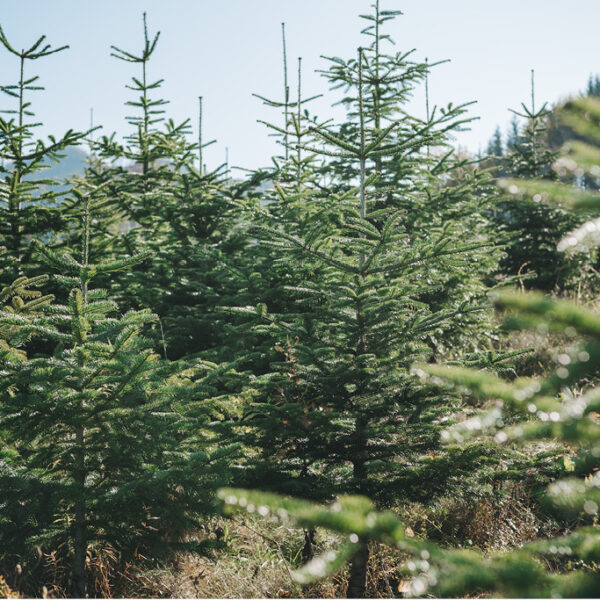 Row of young, densely grown fir trees on a Christmas tree plantation in a sunny landscape with light morning dew on the branches. Wooded hills can be seen in the background.