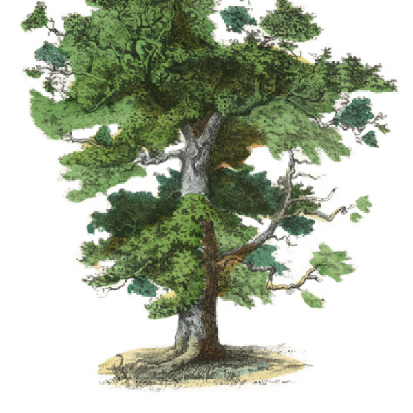 Coloured botanical drawing of an oak tree (Quercus) with dense, green foliage and a strong trunk. Below the tree is the Latin and English name: Quercus - Oak Tree.